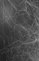 grayscale photo of spider web