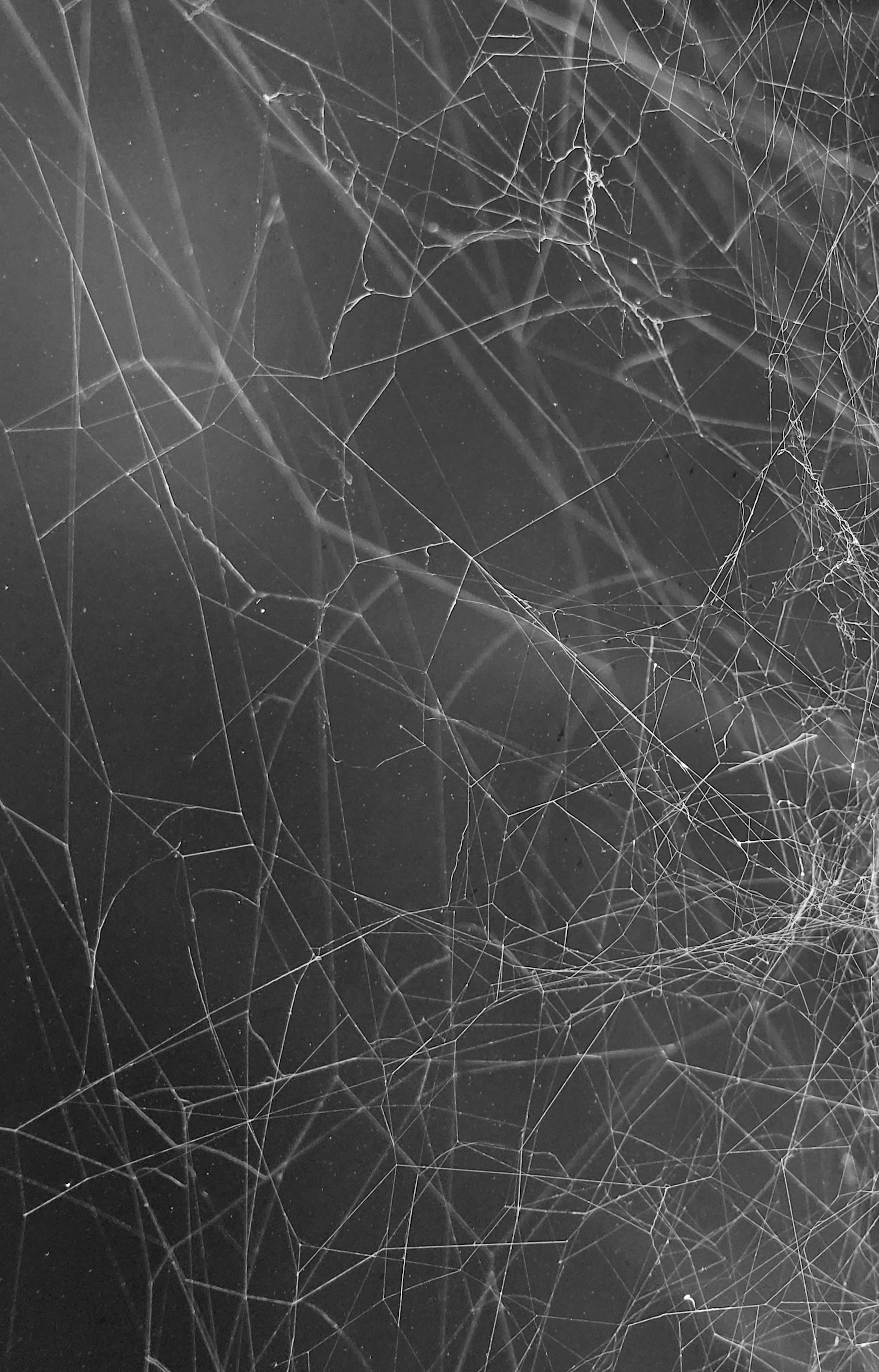 grayscale photo of spider web