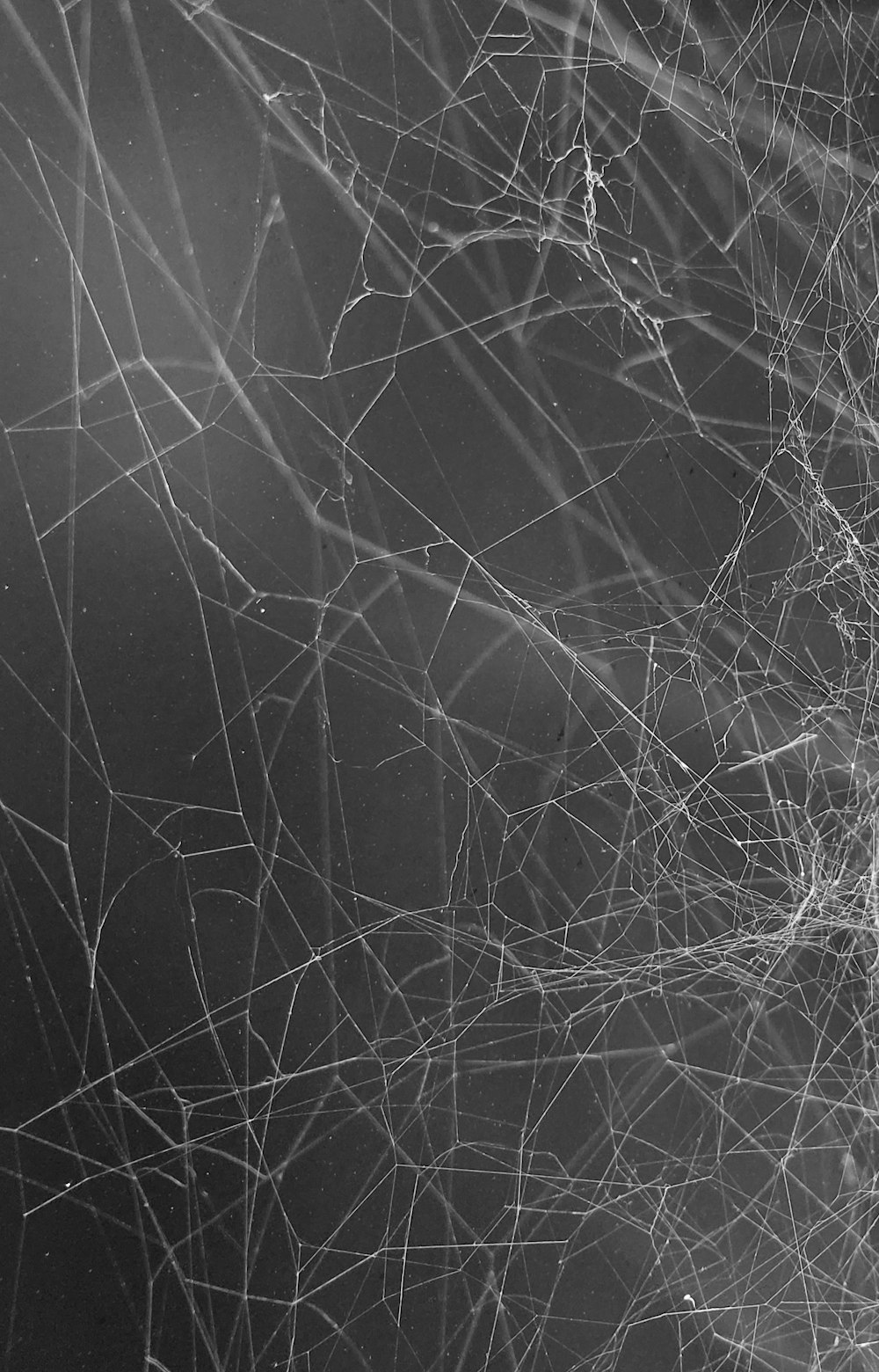 Foto en escala de grises de una tela de araña