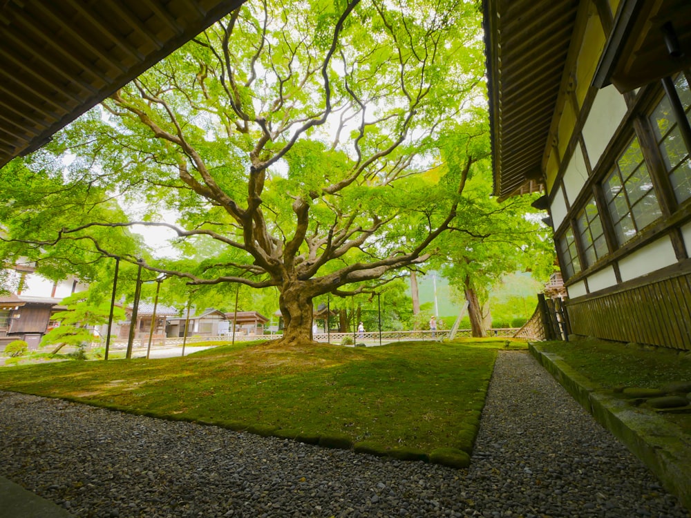 green tree on green grass field during daytime