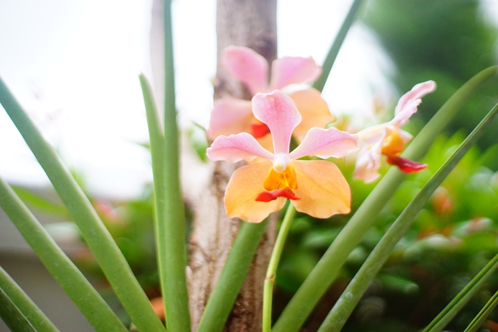 pink and yellow flower in bloom during daytime