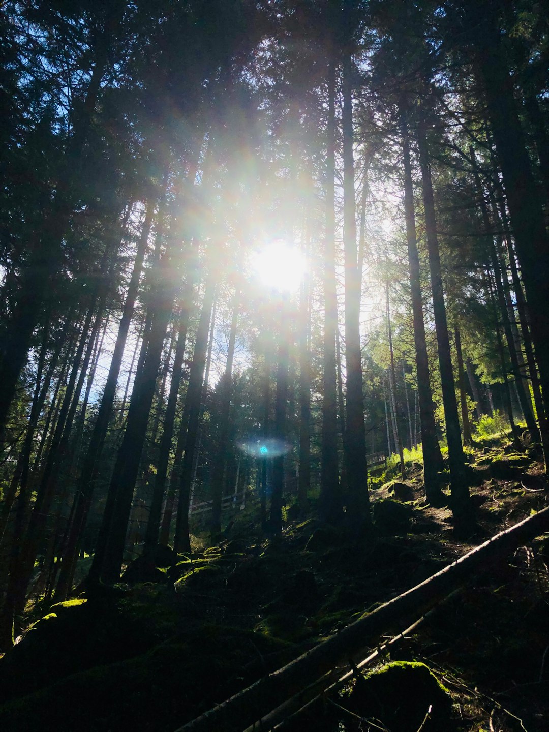 Forest photo spot Ponte di Legno 23030 Livigno