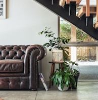 green potted plant beside brown leather couch