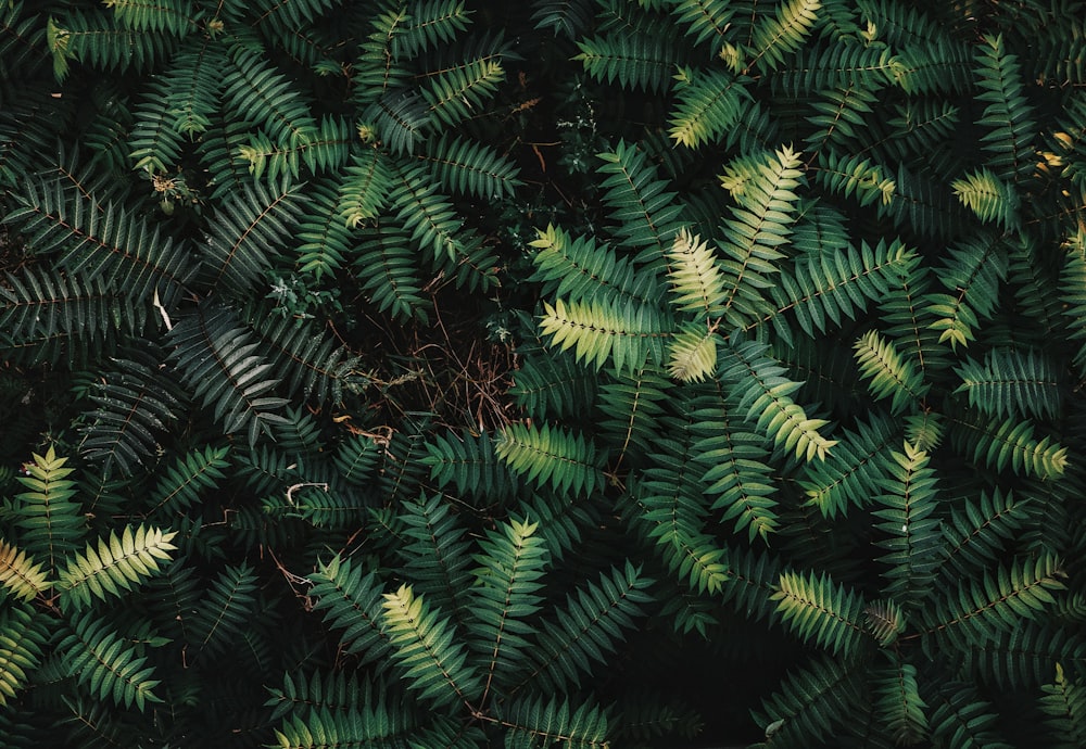 green fern plant during daytime