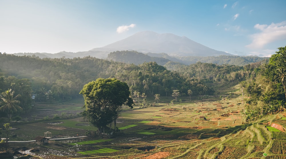 green trees on brown field near mountain during daytime