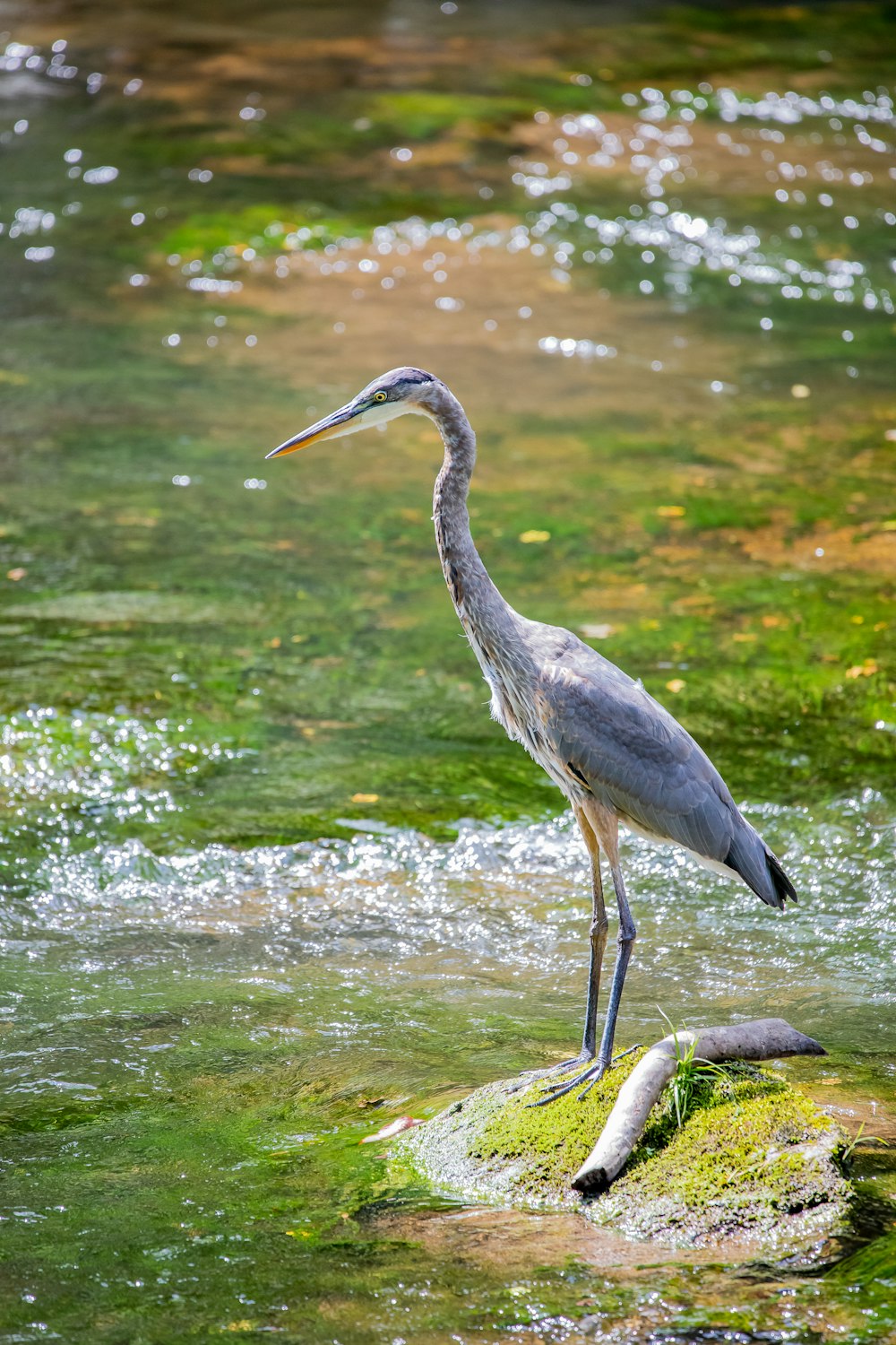 grey heron on water during daytime