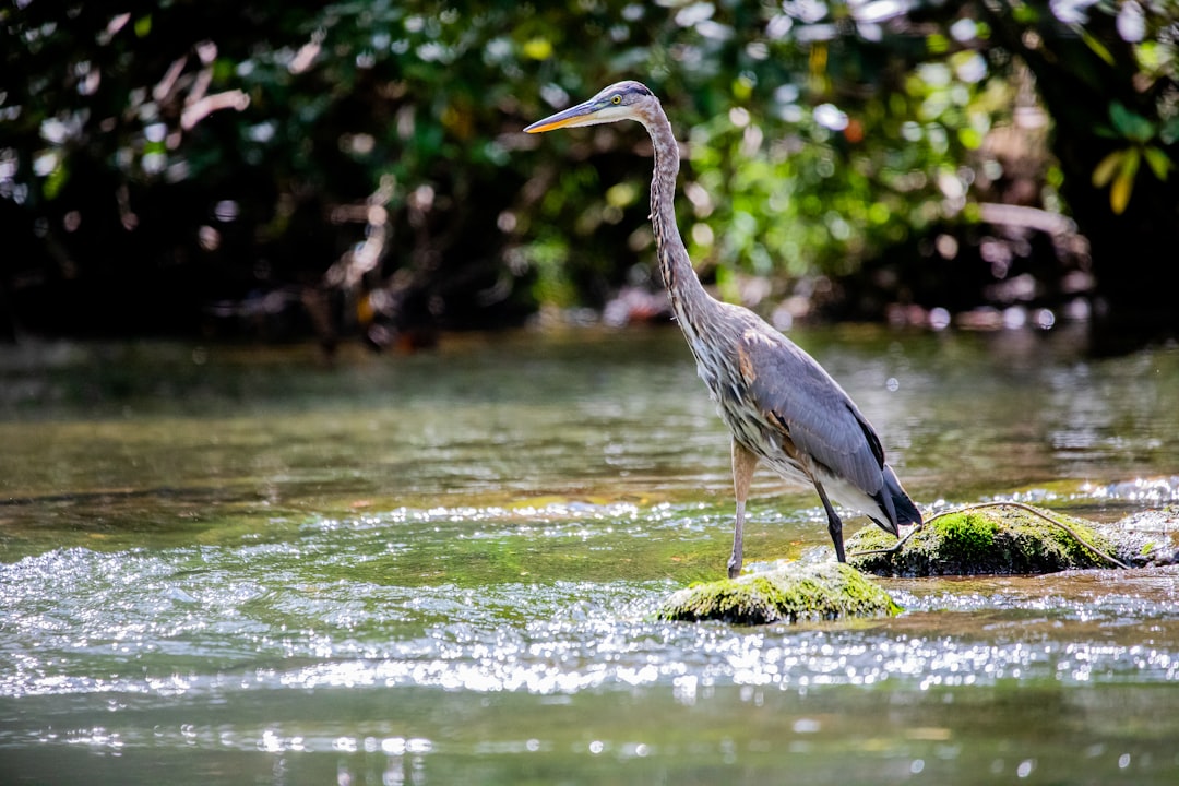 grey bird on water during daytime