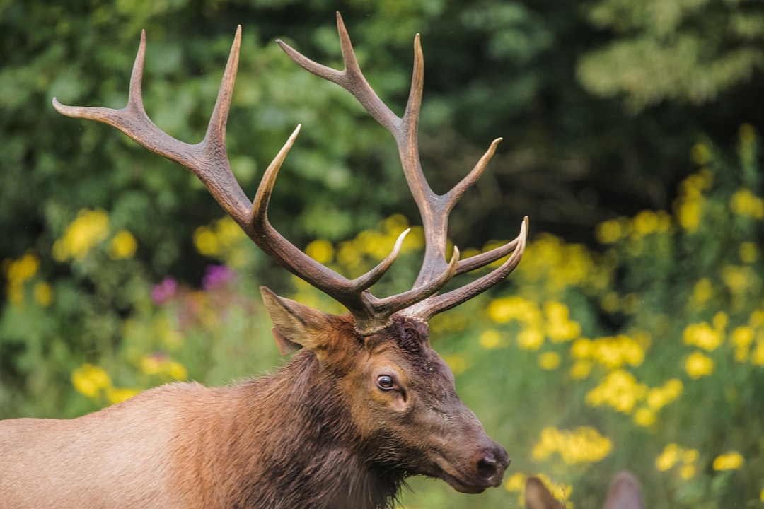 brown deer on green grass during daytime