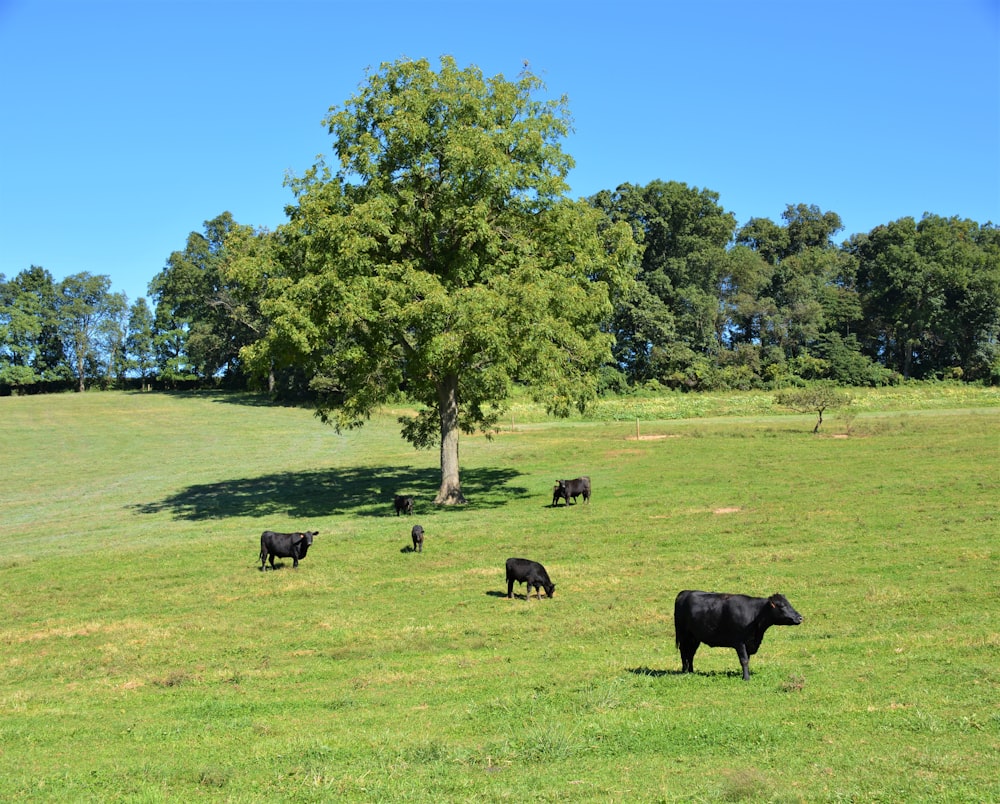 herd of black cows on green grass field during daytime