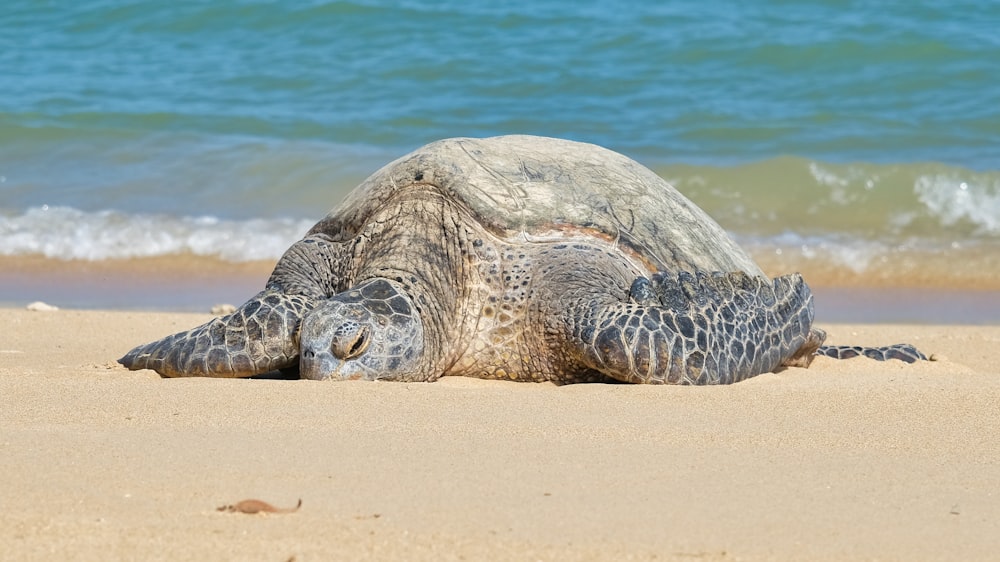 black and gray turtle on beach shore during daytime