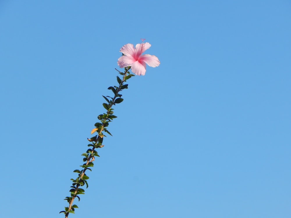 pink flower on brown stem under blue sky during daytime