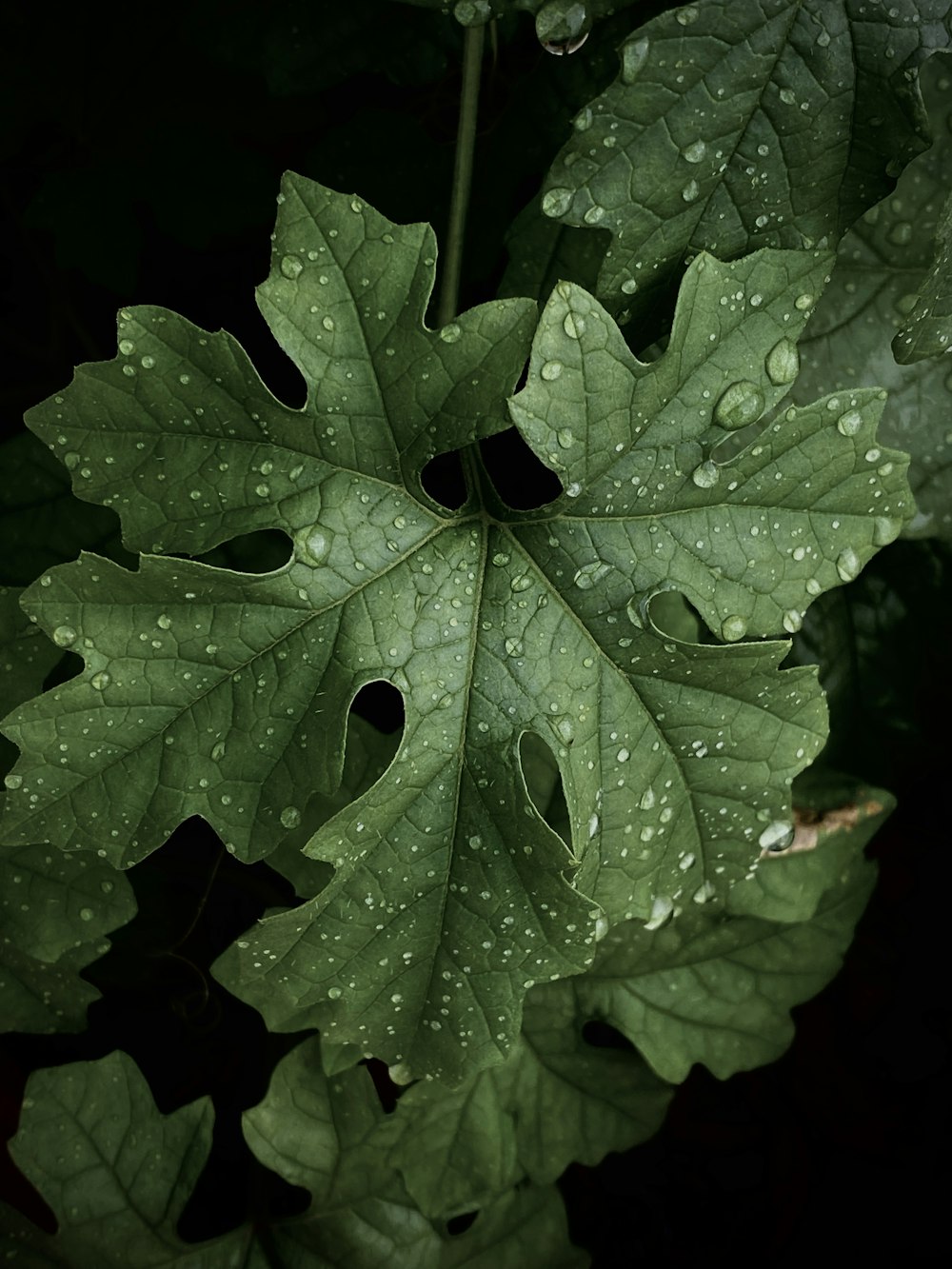 green leaf with water droplets