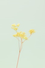 yellow leaf tree during daytime