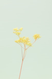yellow leaf tree during daytime