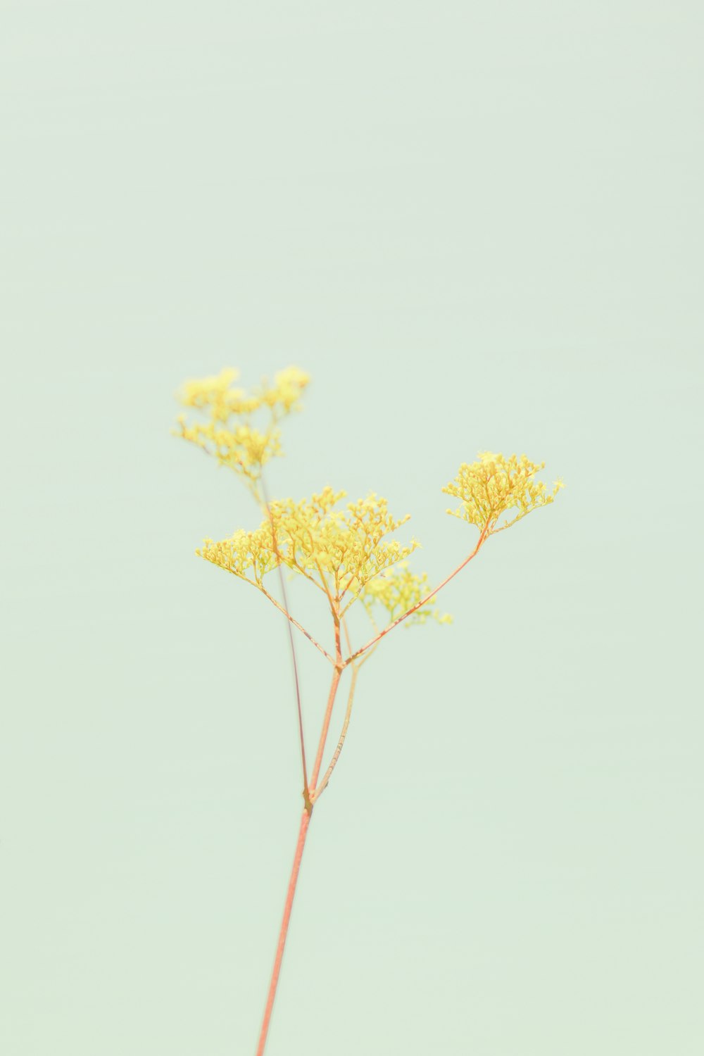 albero a foglia gialla durante il giorno