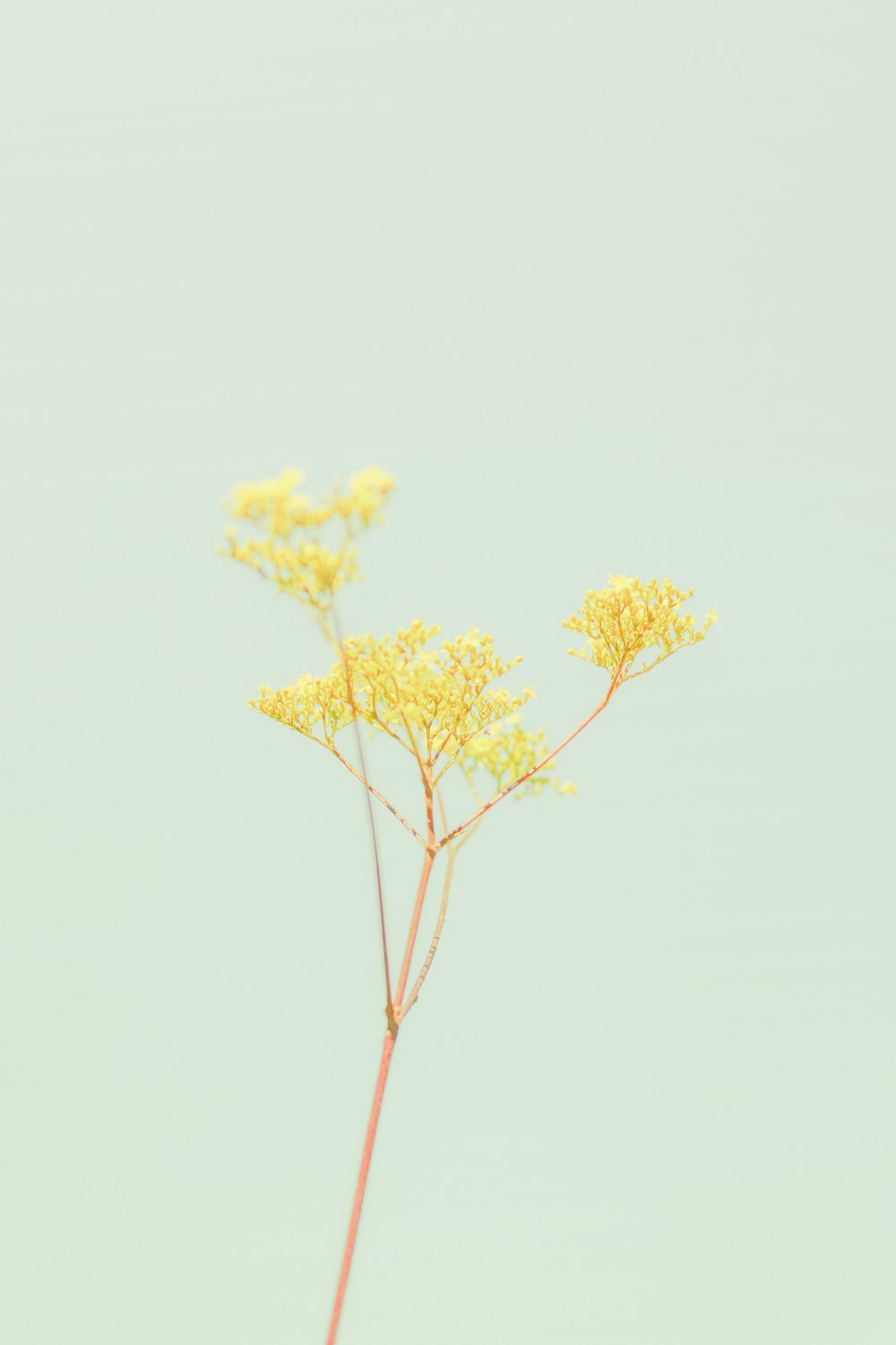 árbol de hoja amarilla durante el día