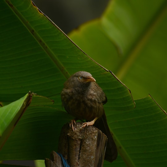 brown bird on brown wooden stick in Peringara India