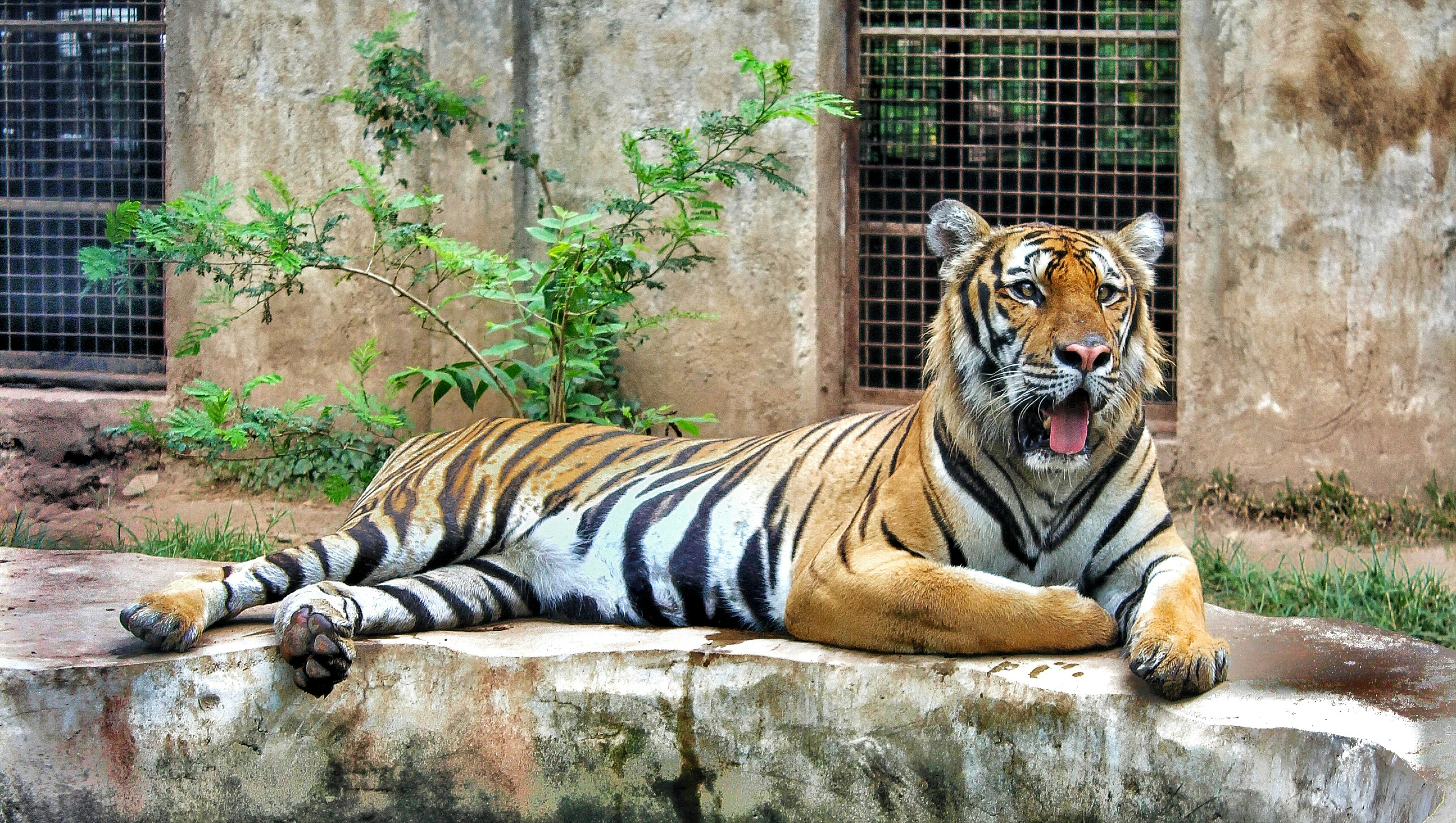tiger lying on brown concrete floor
