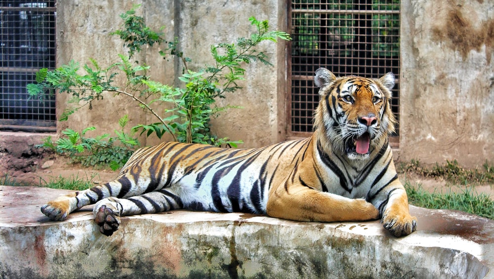 tiger lying on brown concrete floor