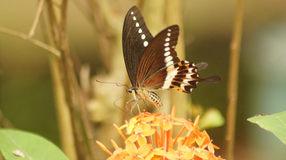 black and white butterfly perched on yellow flower in close up photography during daytime