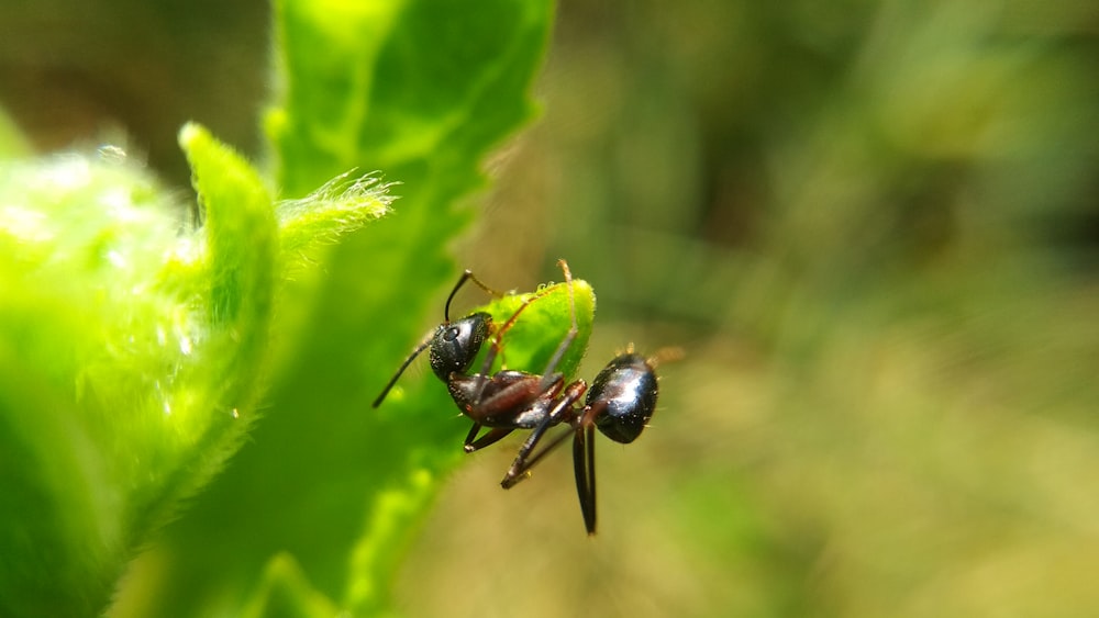 black ant on green leaf