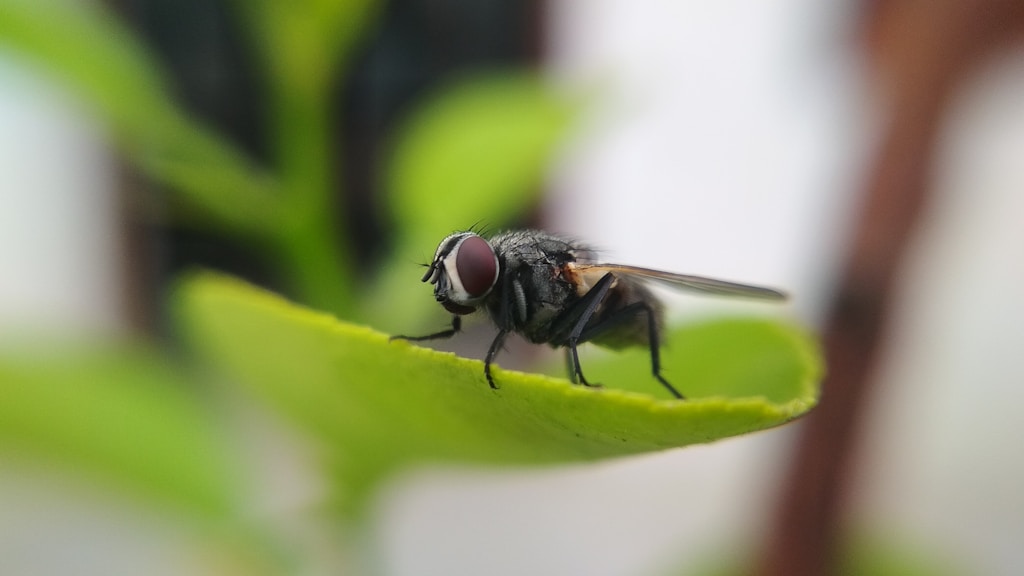 black and gray fly on green leaf