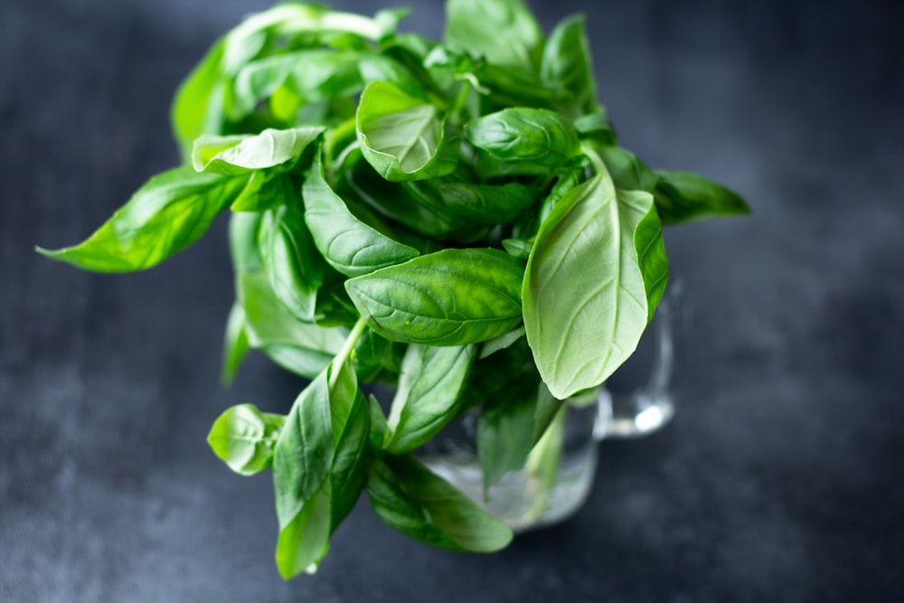 green plant on clear glass vase