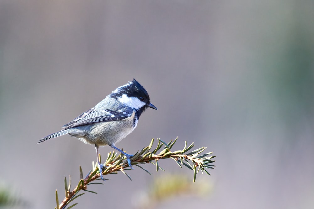 white and black bird on green plant