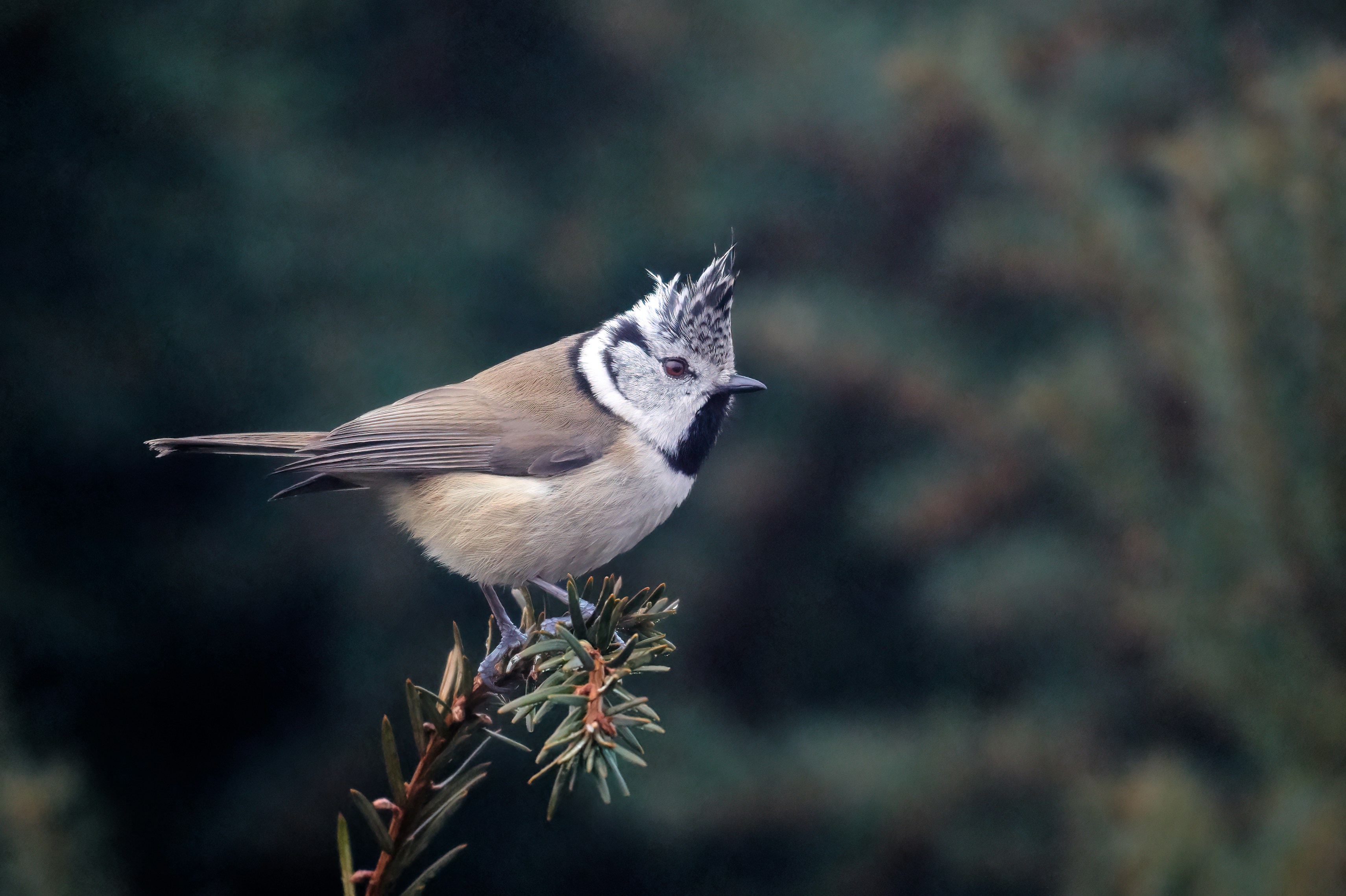 white and black bird on brown tree branch