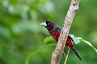 blue and red bird on tree branch during daytime