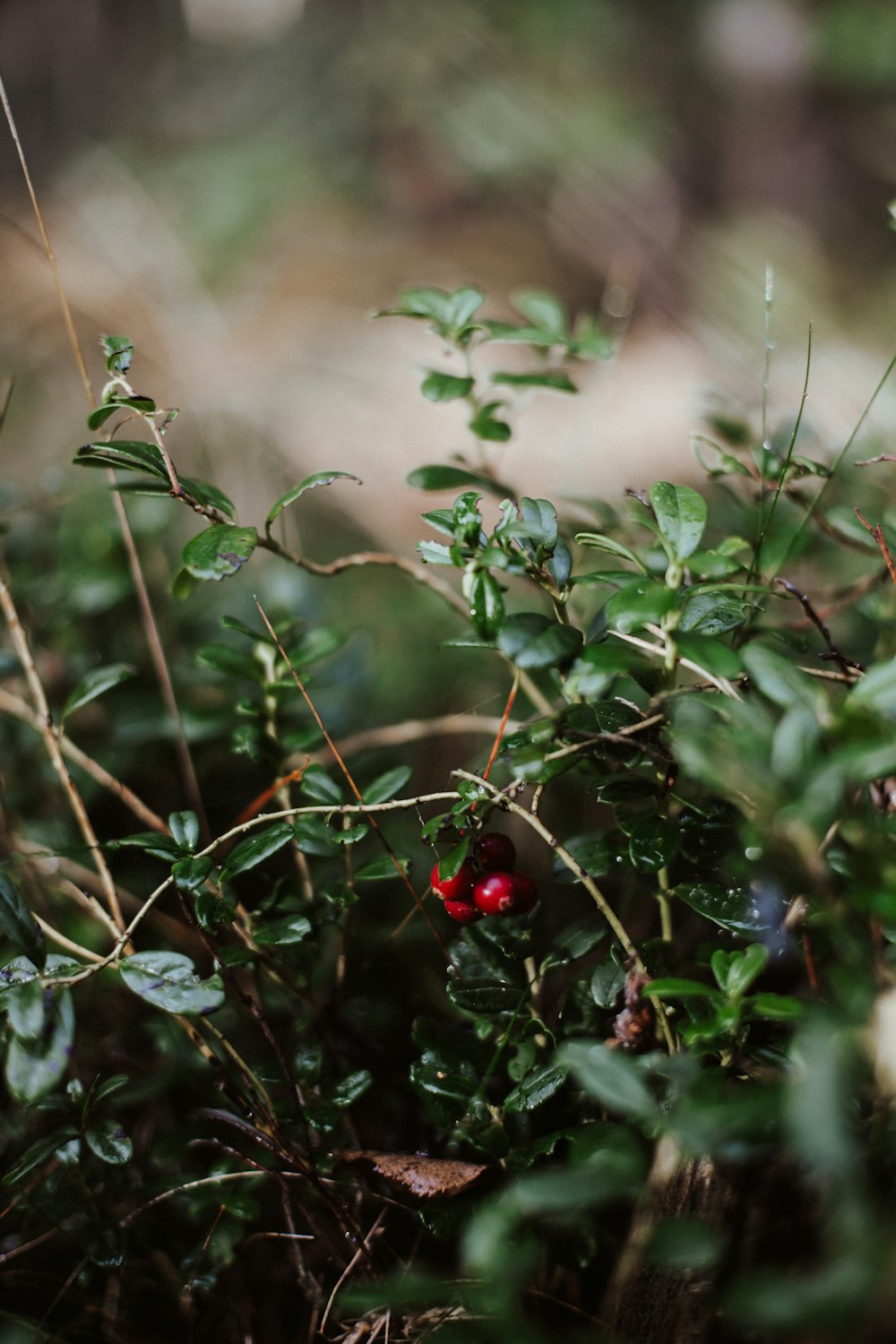 red fruit on green plant