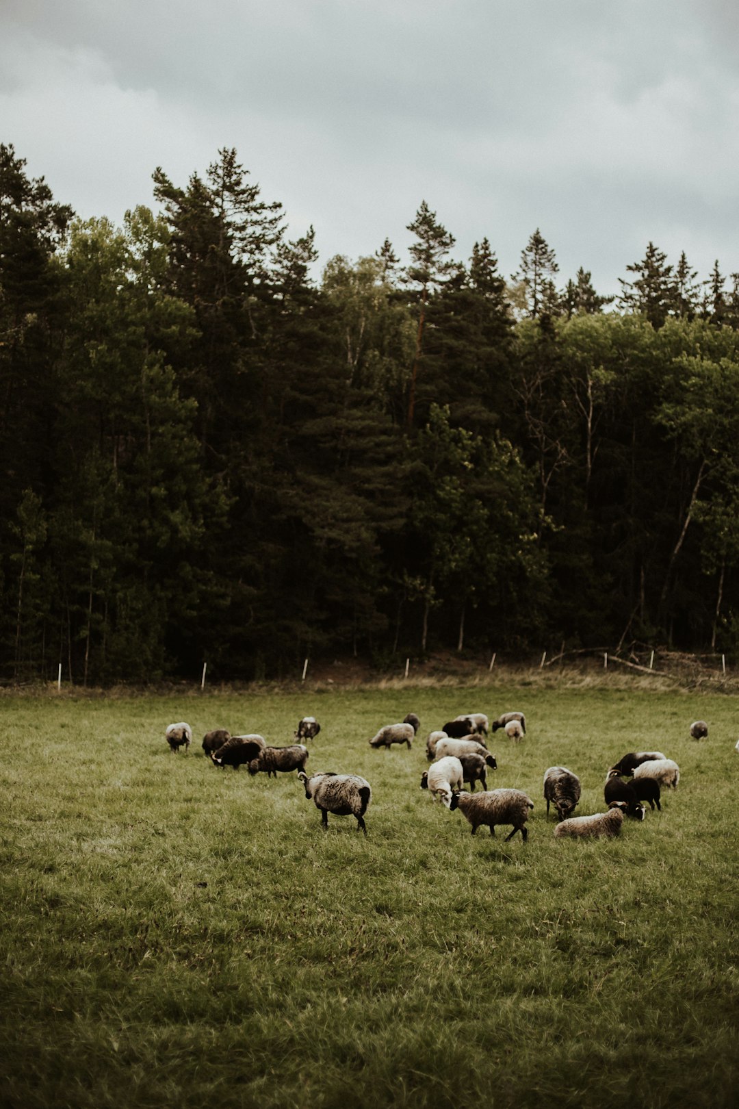 herd of sheep on green grass field during daytime