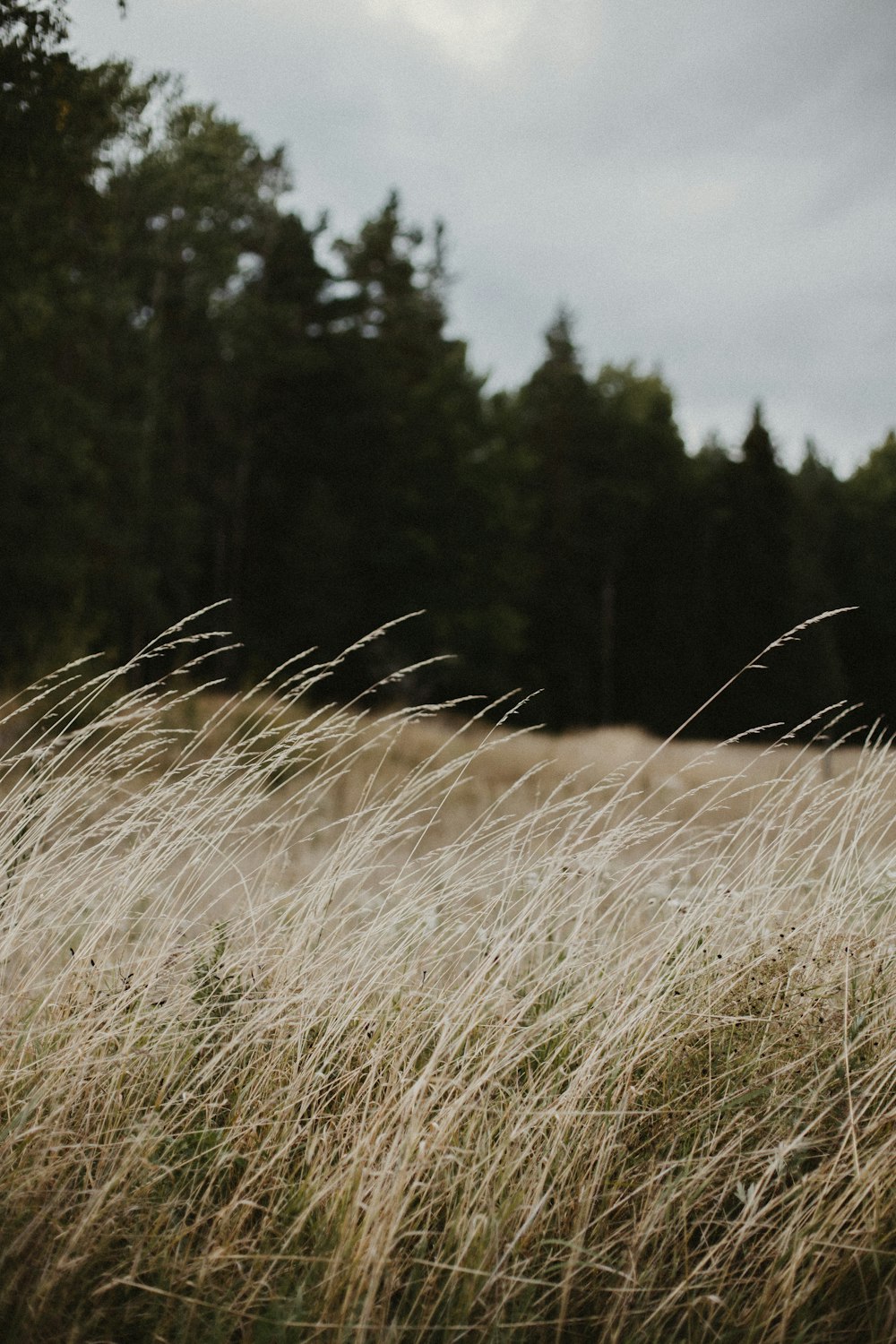 brown grass field near green trees during daytime