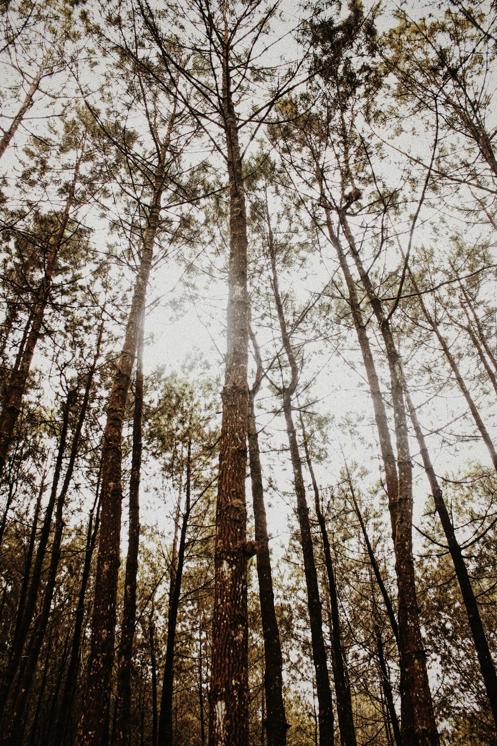 arbres bruns sous le ciel blanc pendant la journée