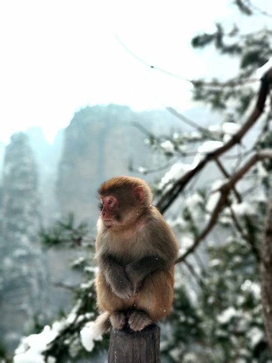 brown monkey on tree branch during daytime in Zhangjiajie China