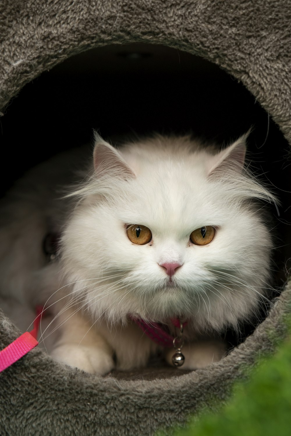 white cat on brown textile