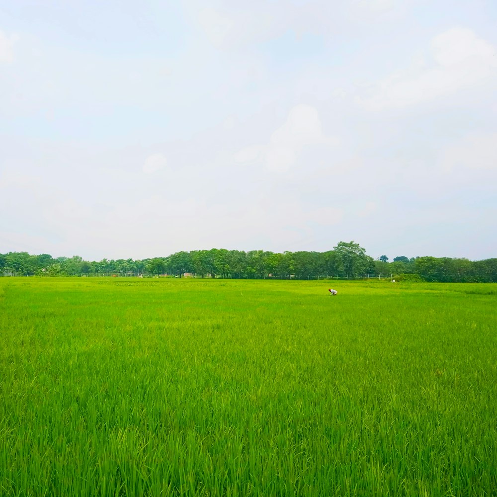 green grass field under white clouds during daytime