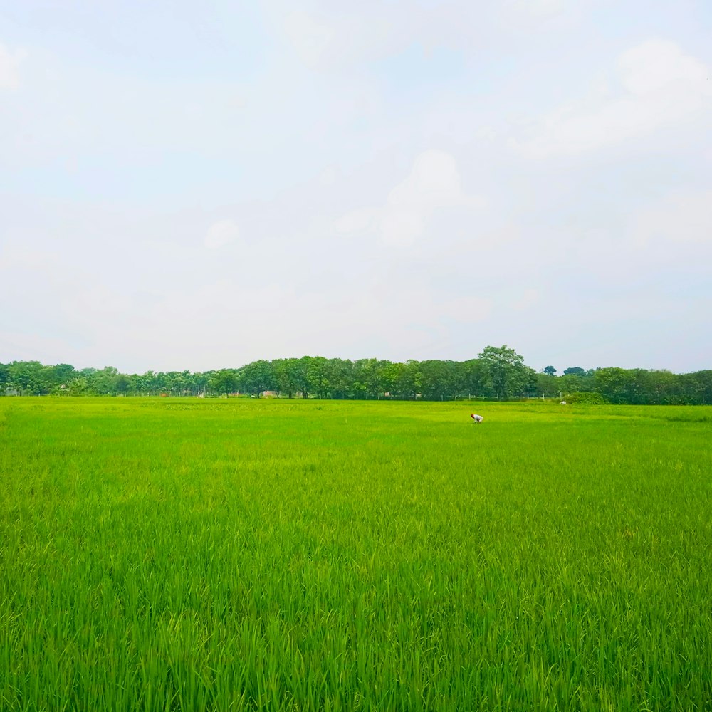 Best 500+ Paddy Field Pictures | Download Free Images on Unsplash