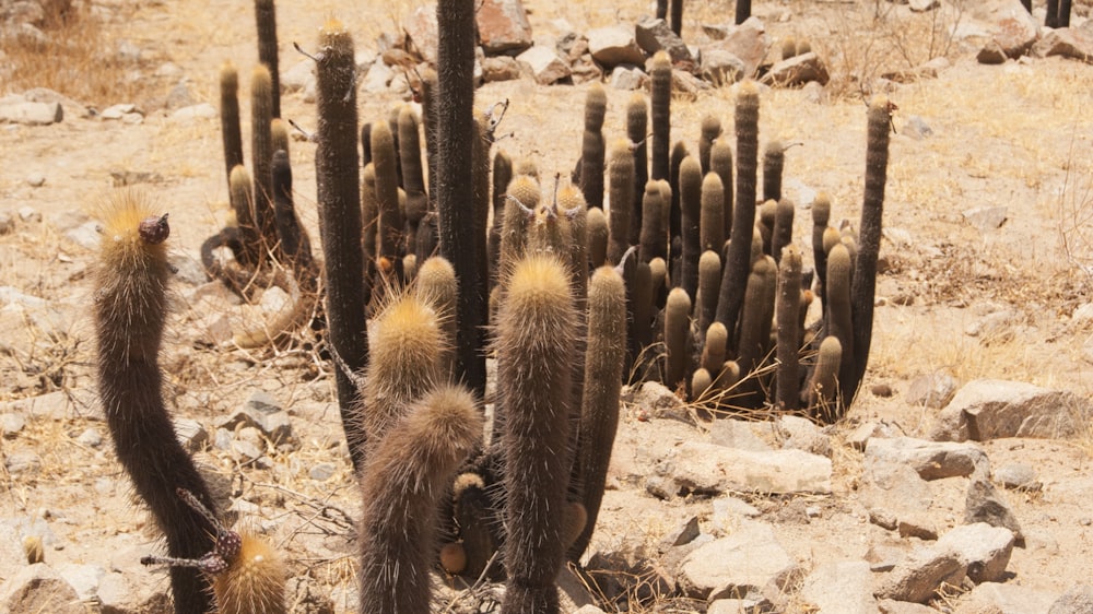 brown cactus on brown soil