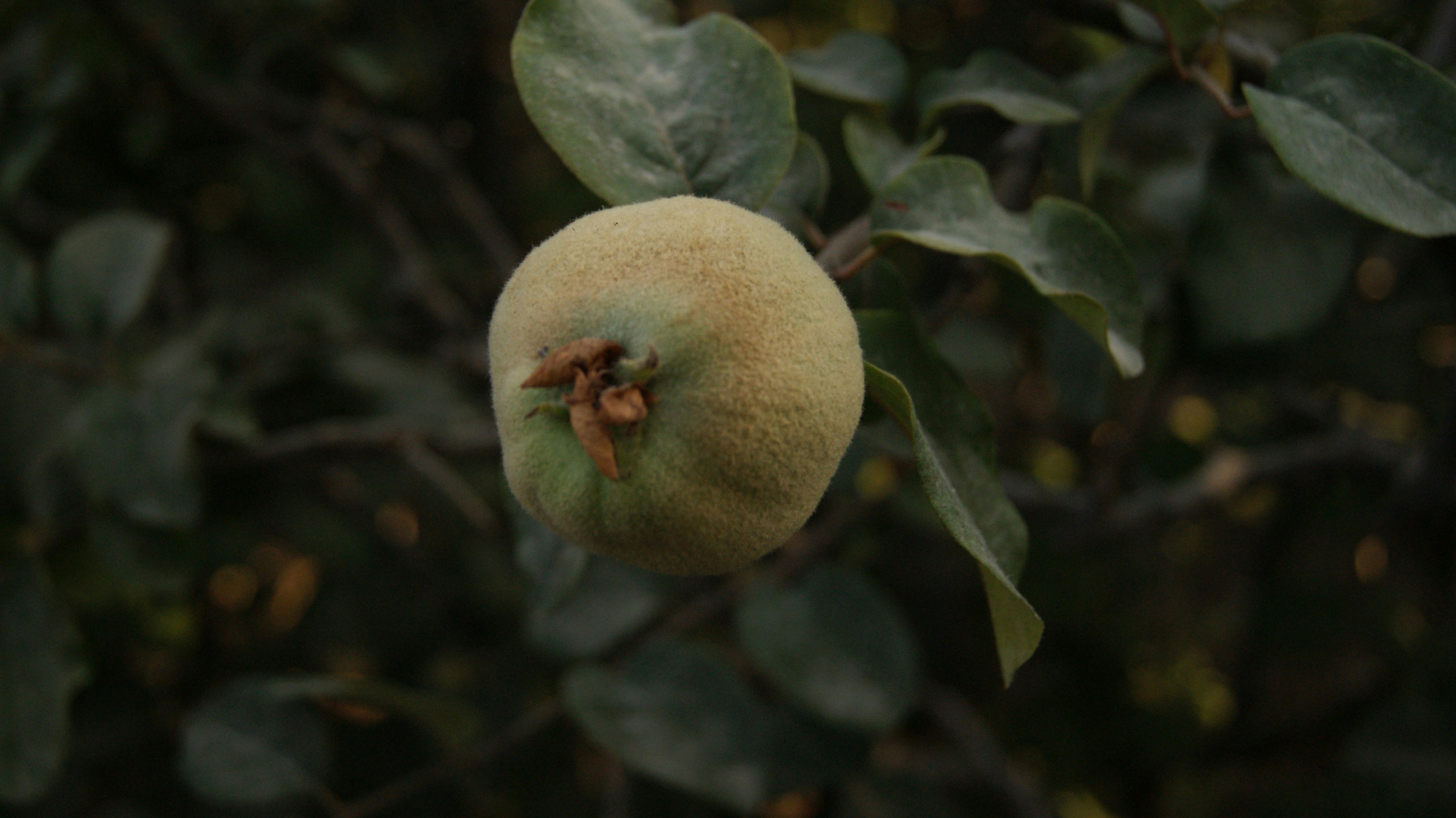 Grüne Frucht mit grünen Blättern