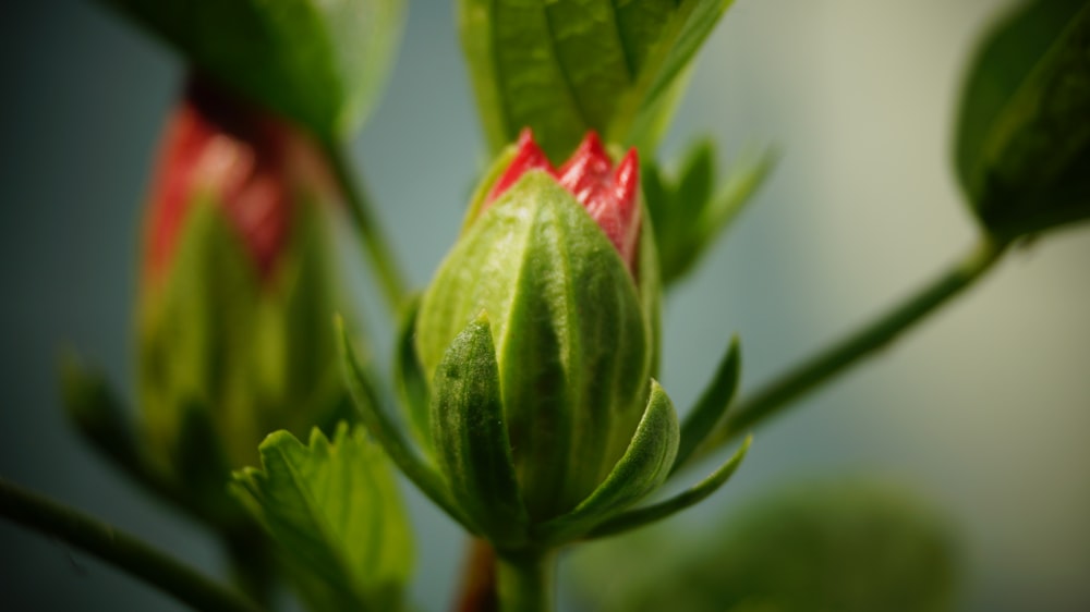 green and red flower bud