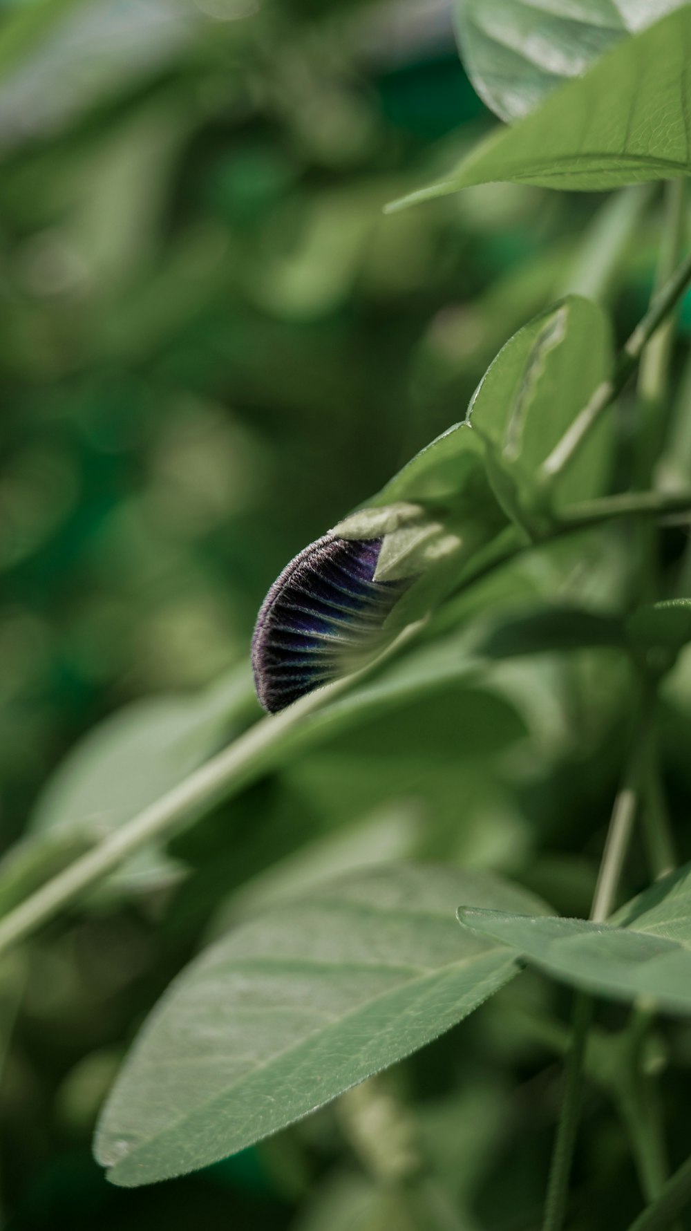 green plant in macro lens