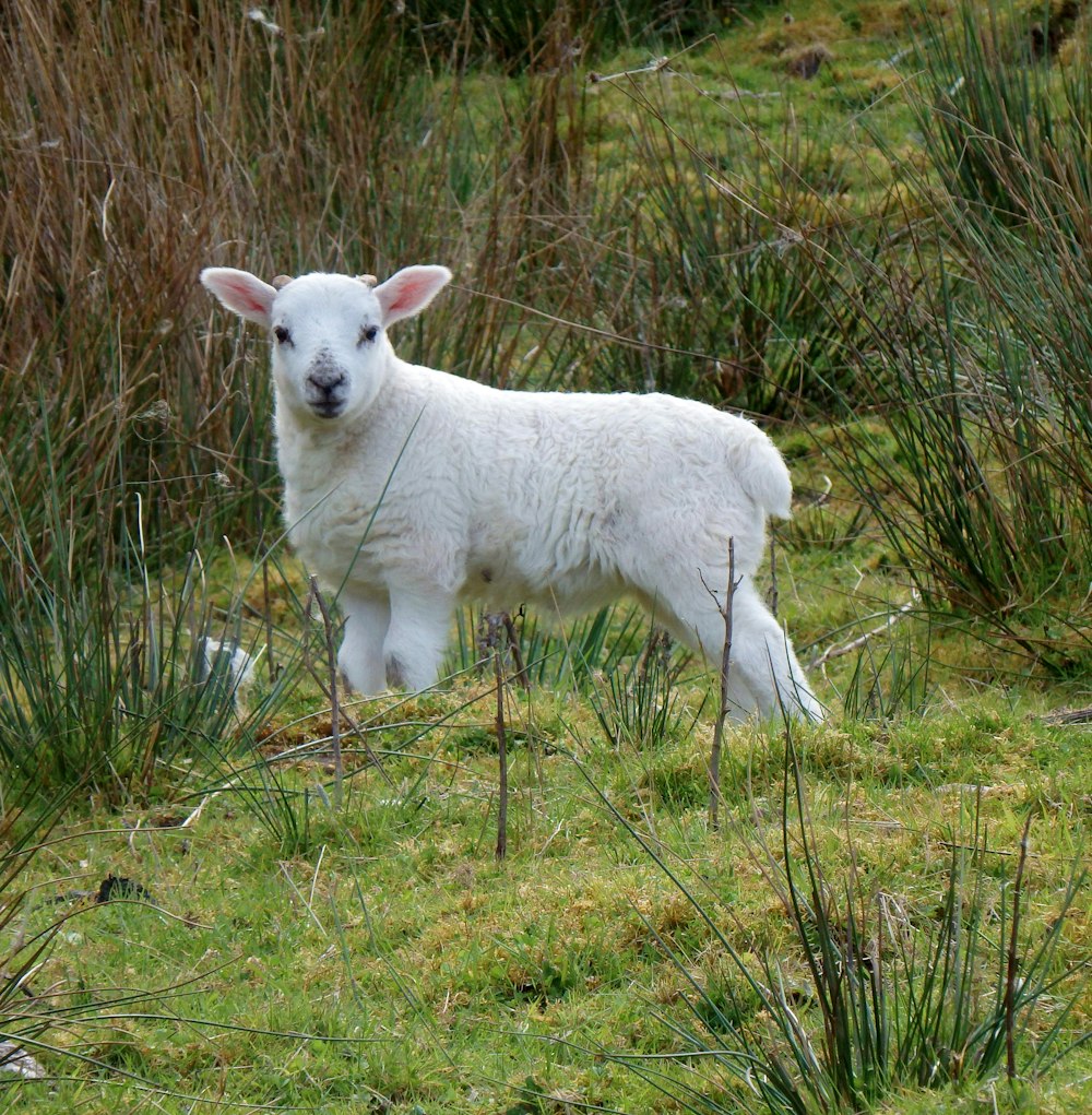 white sheep on green grass field during daytime