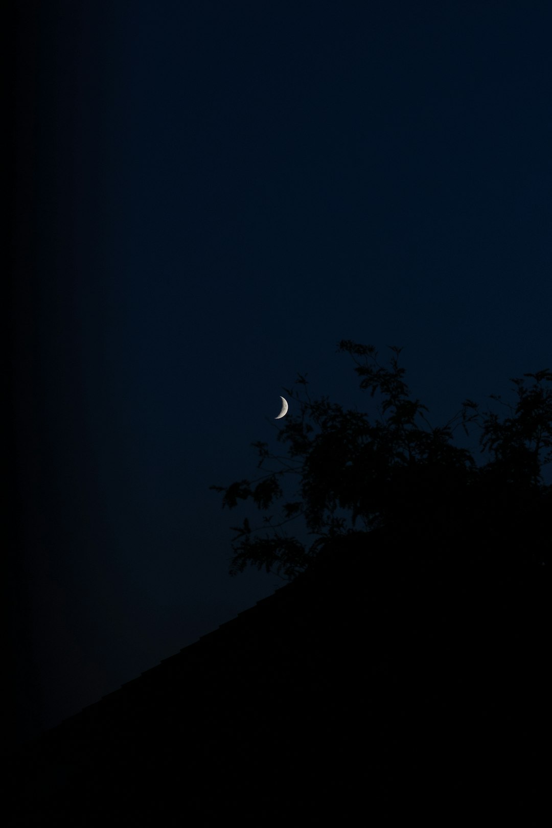 silhouette of tree during night time