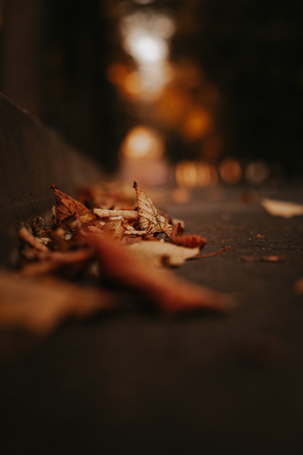 brown dried leaves on black surface