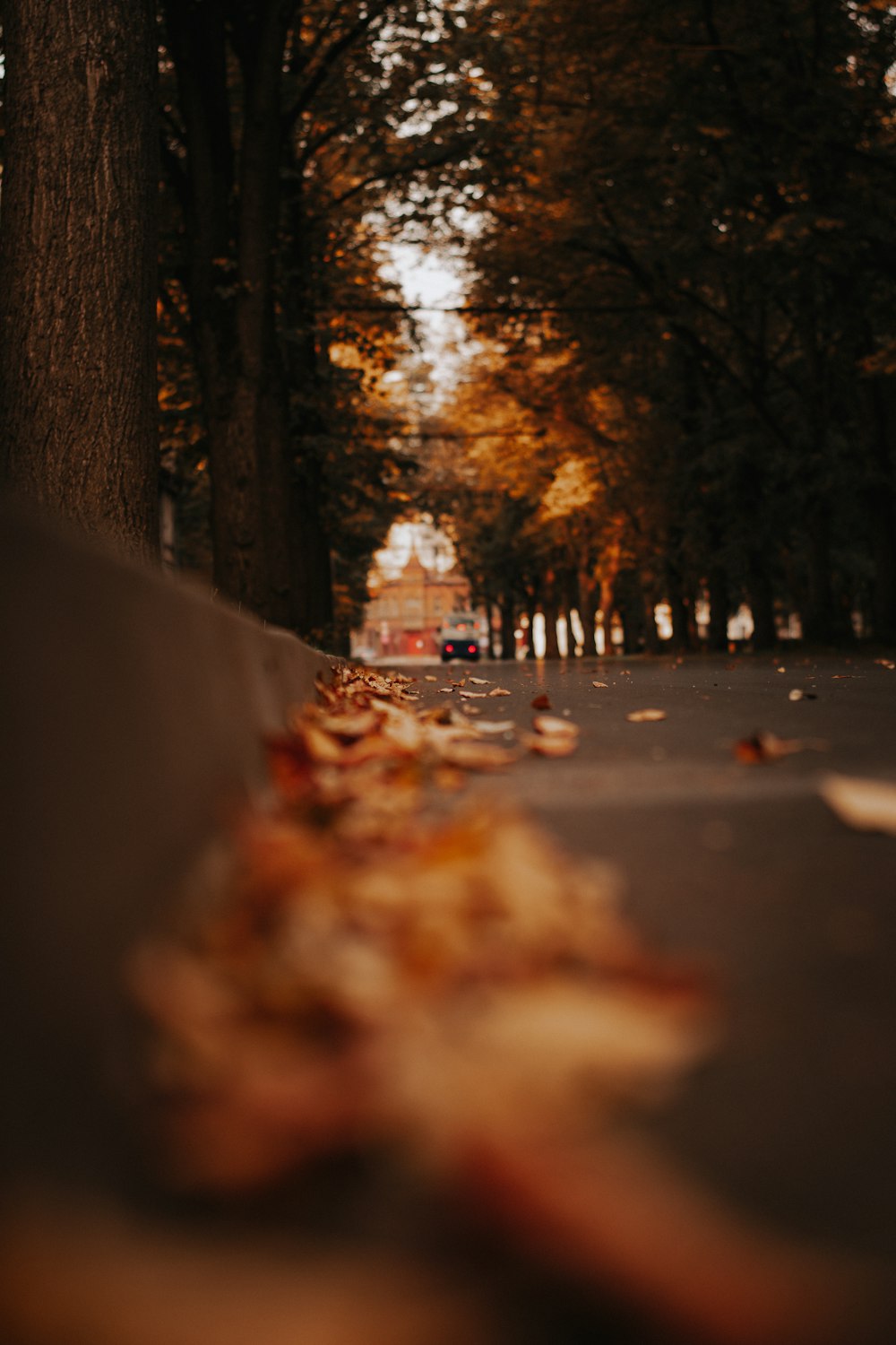 brown leaves on black asphalt road during daytime