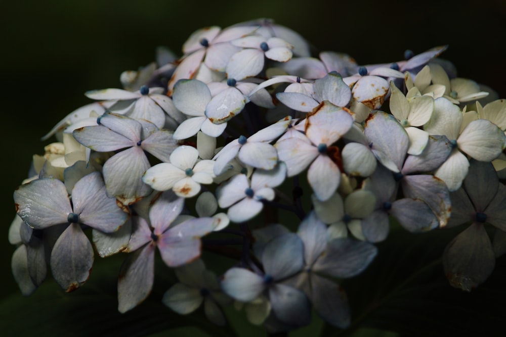 fiore bianco e viola in fotografia ravvicinata