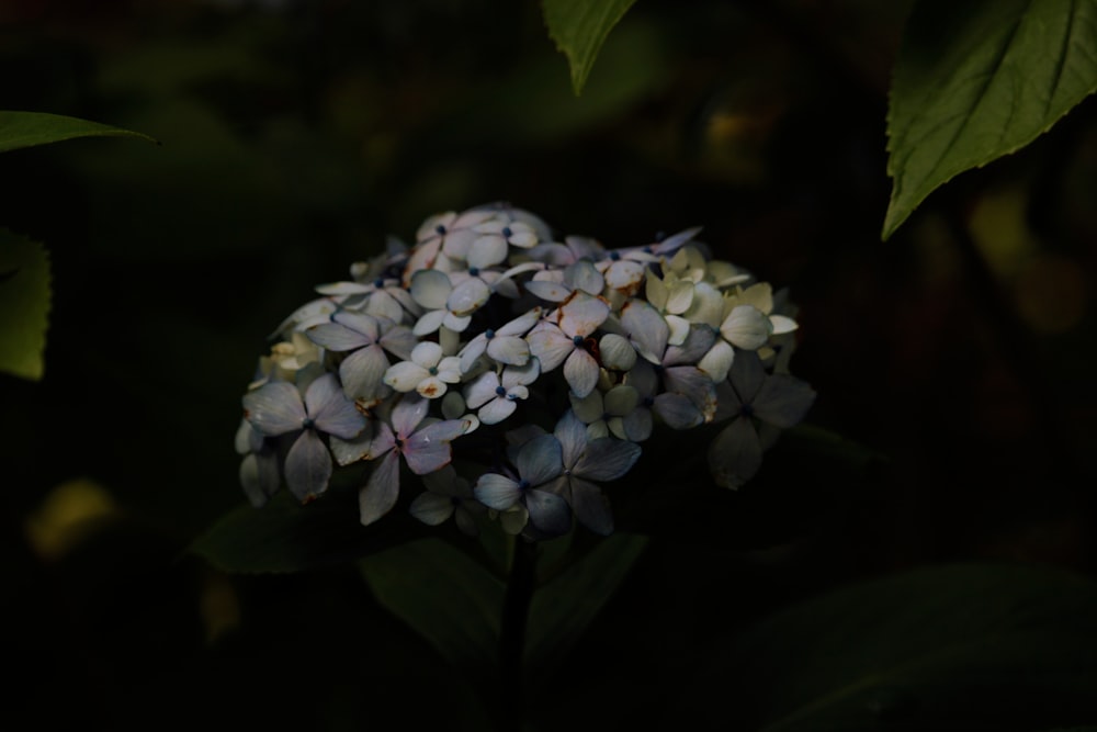 white and purple flower in close up photography