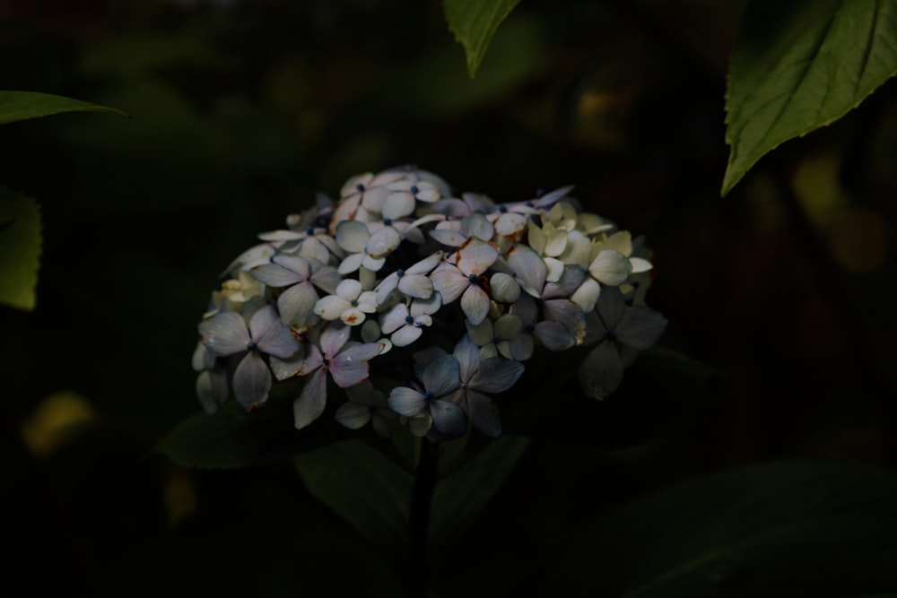 flor branca e roxa na fotografia de perto