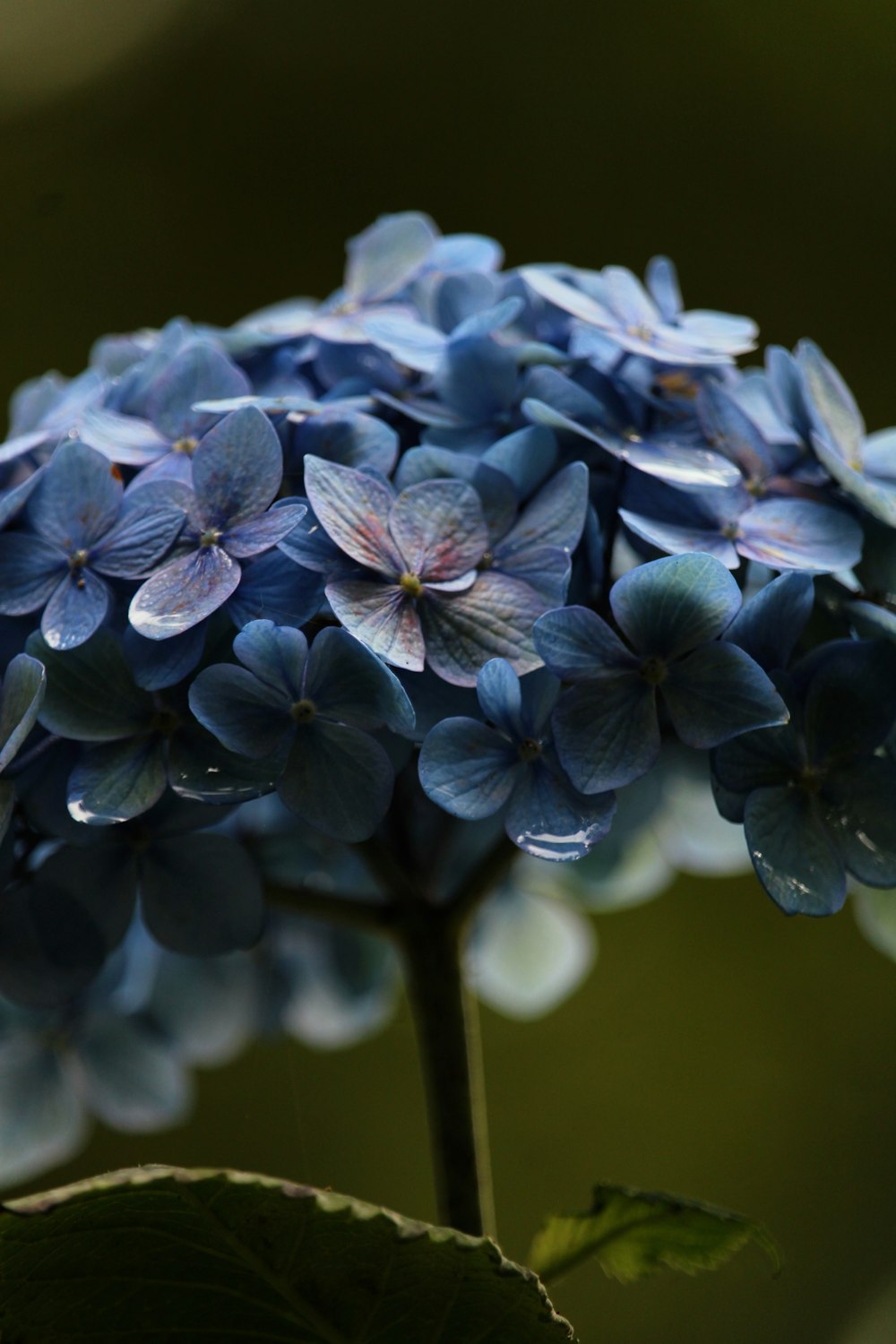flores azuis na lente tilt shift
